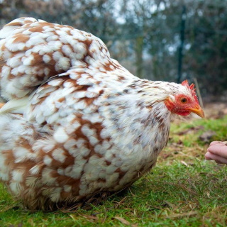 Poules